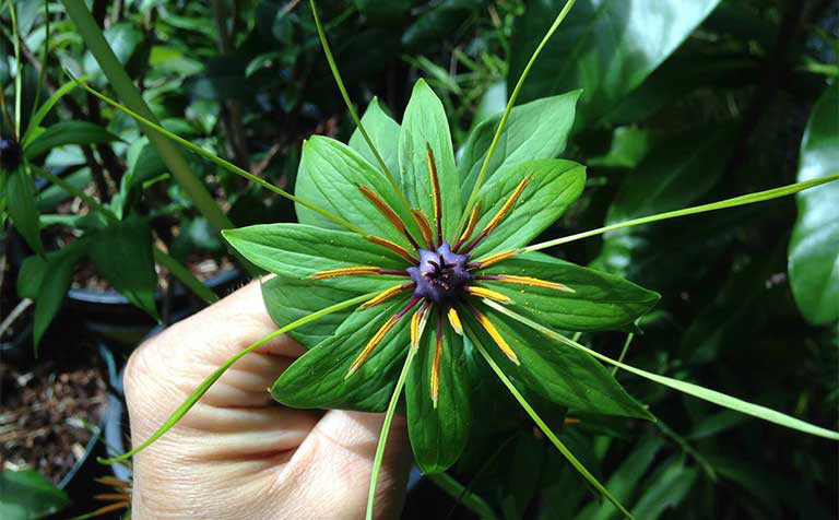 Năm 2021, 12 con giáp nên trồng cây phong thủy gì để vượng phát tài lộc? - Ảnh 3.