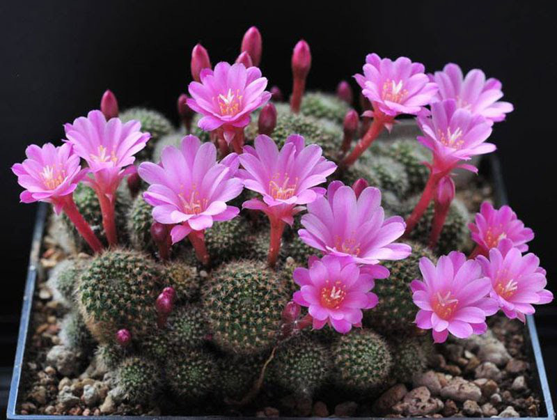 Năm 2021, 12 con giáp nên trồng cây phong thủy gì để vượng phát tài lộc? - Ảnh 5.