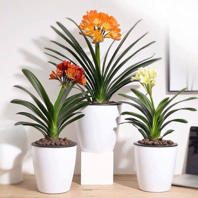 Năm 2021, 12 con giáp nên trồng cây phong thủy gì để vượng phát tài lộc? - Ảnh 8.