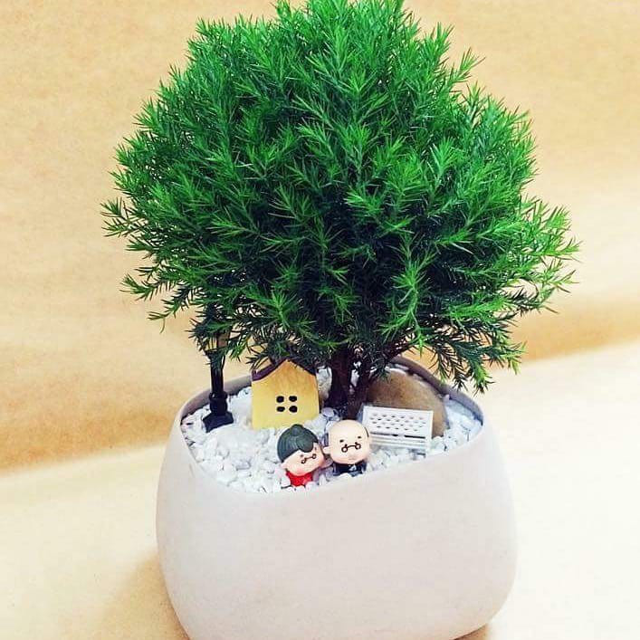 Năm 2021, 12 con giáp nên trồng cây phong thủy gì để vượng phát tài lộc? - Ảnh 9.