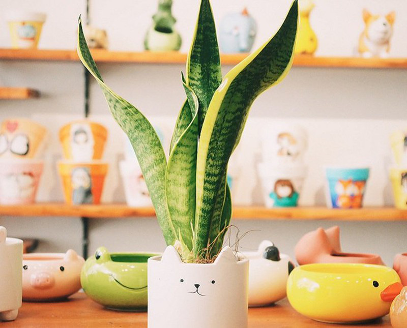 7 loại cây phong thủy Thần Tài ưa thích, đầu năm rước lộc vào nhà - Ảnh 1.