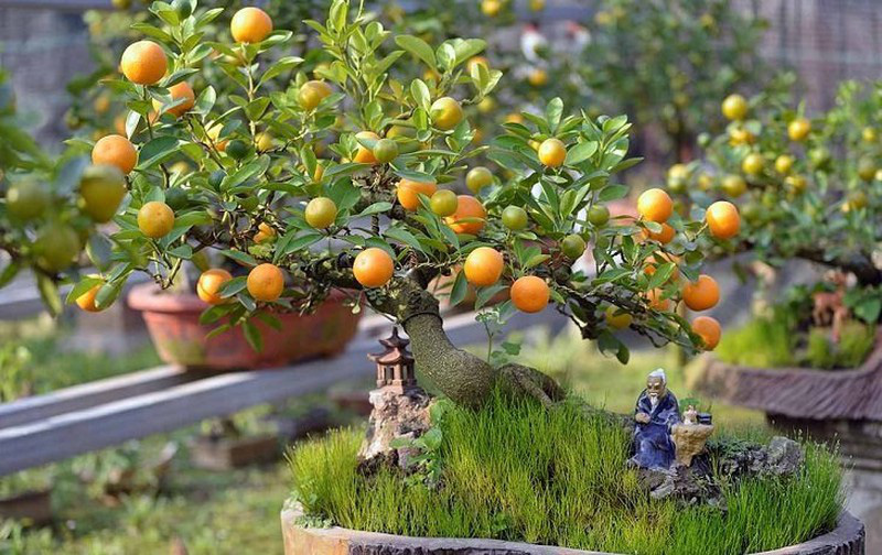 7 loại cây phong thủy Thần Tài ưa thích, đầu năm rước lộc vào nhà - Ảnh 2.