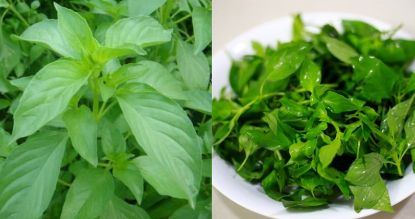 Gợi ý hai món ngon từ lá é - Ảnh 1.