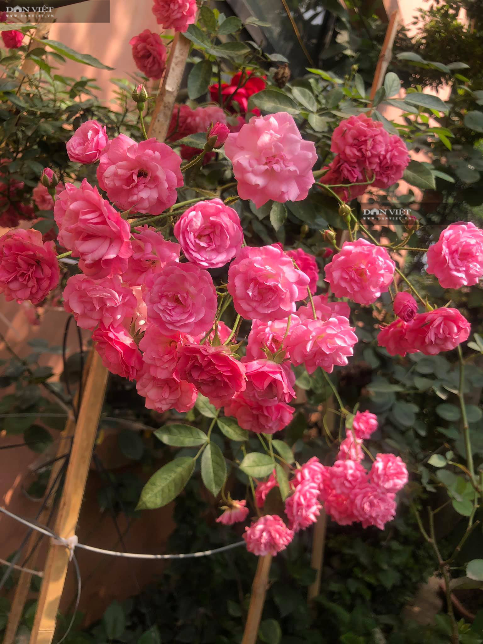 Ngôi nhà ướp hương hoa hồng của bà mẹ đảm Hưng Yên - Ảnh 11. Ngôi nhà ướp hương hoa hồng của bà mẹ đảm Hưng Yên - Ảnh 11.