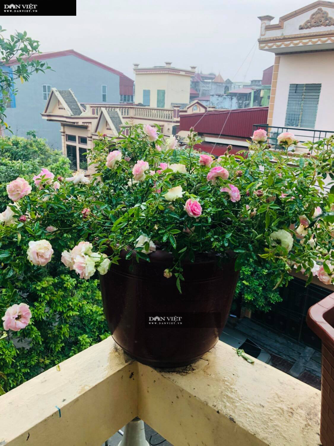 hoa hồng - Ảnh 4. hoa hồng - Ảnh 4.