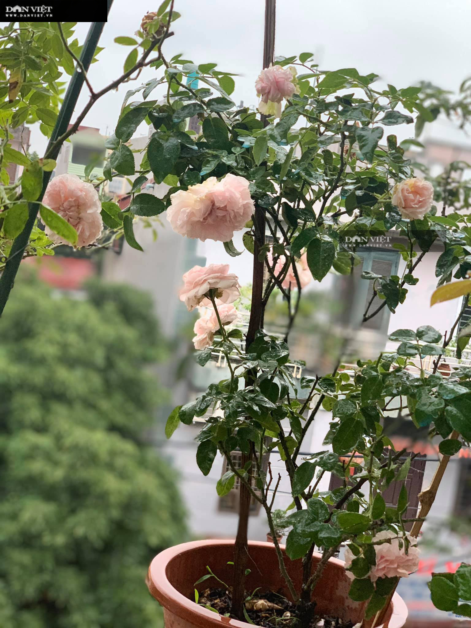 hoa hồng - Ảnh 3. hoa hồng - Ảnh 3.