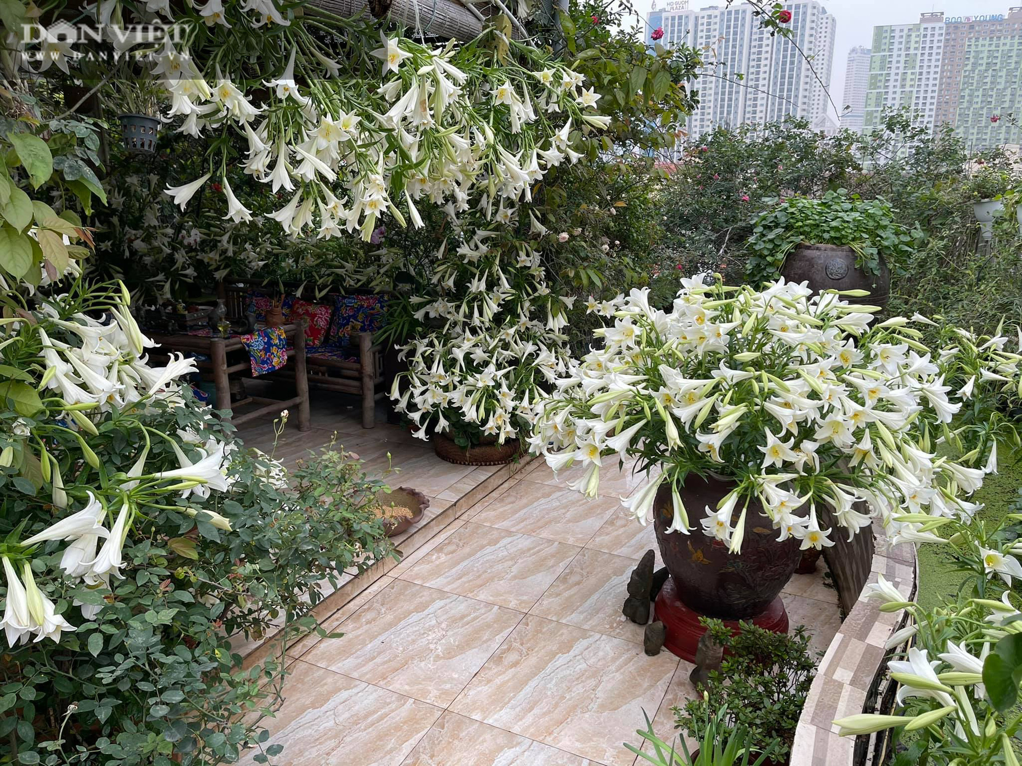 HOA LOA KÈN - Ảnh 3. HOA LOA KÈN - Ảnh 3.