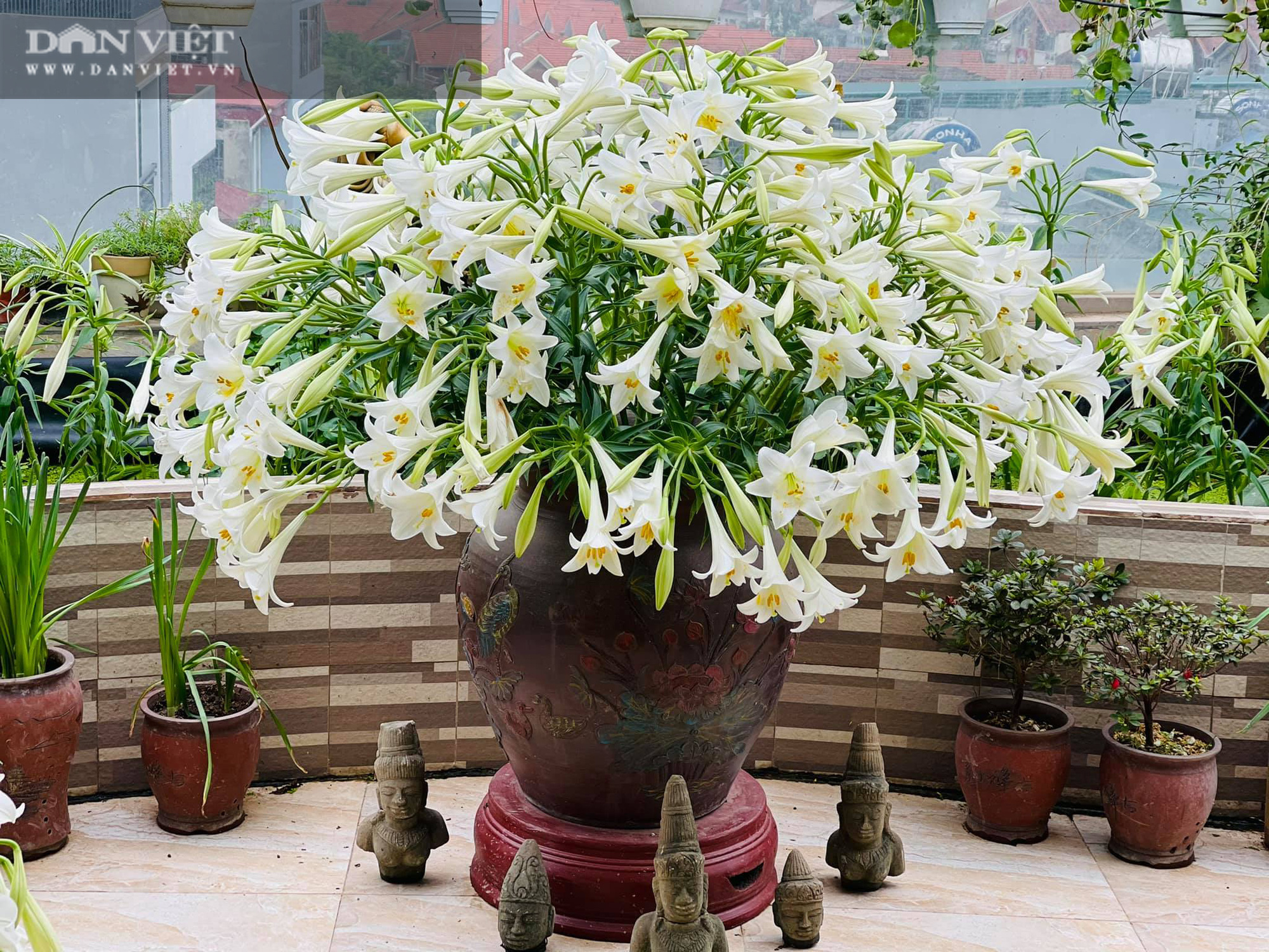 HOA LOA KÈN - Ảnh 6. HOA LOA KÈN - Ảnh 6.