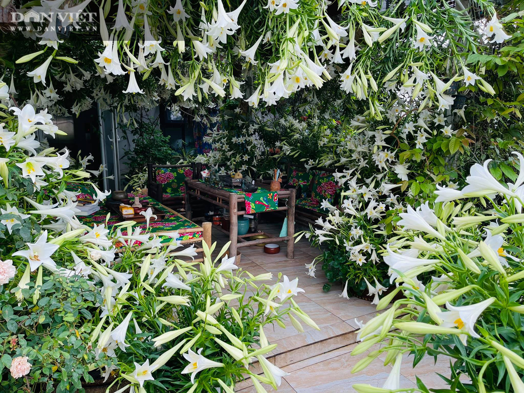 HOA LOA KÈN - Ảnh 1. HOA LOA KÈN - Ảnh 1.