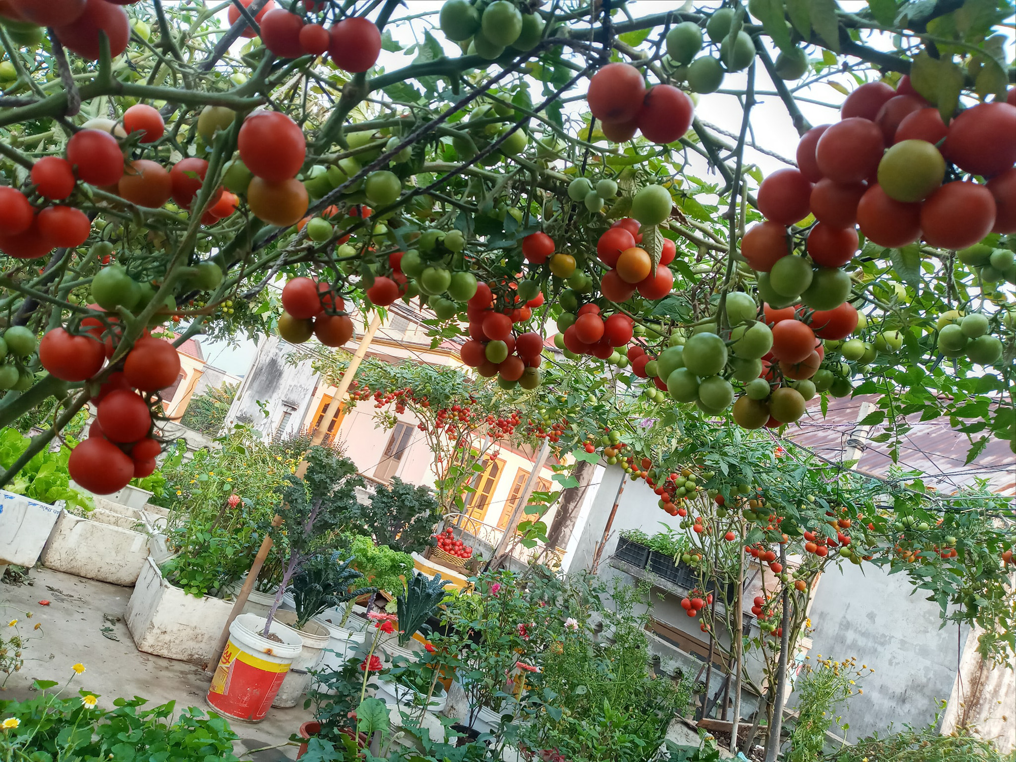 giàn cà chua 'hái mỏi tay' không hết trên sân thượng của mẹ đảm Hải Phòng - Ảnh 1. giàn cà chua 'hái mỏi tay' không hết trên sân thượng của mẹ đảm Hải Phòng - Ảnh 1.