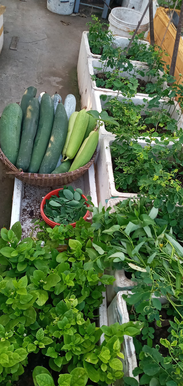 giàn cà chua 'hái mỏi tay' không hết trên sân thượng của mẹ đảm Hải Phòng - Ảnh 8. giàn cà chua 'hái mỏi tay' không hết trên sân thượng của mẹ đảm Hải Phòng - Ảnh 8.