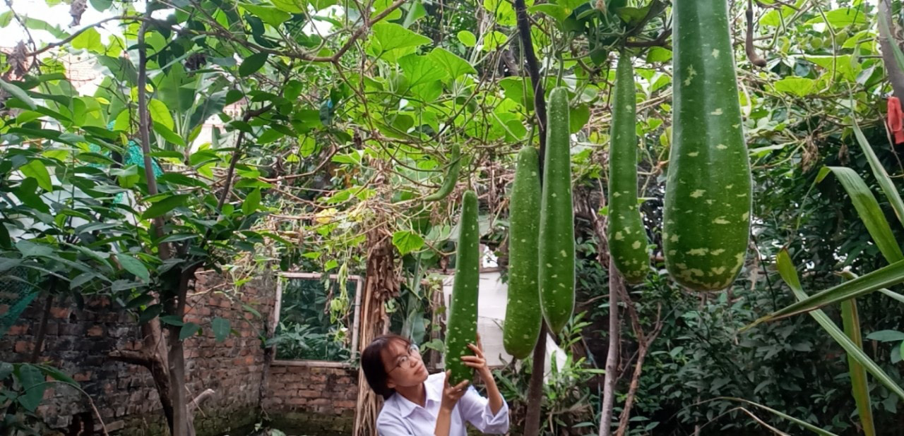 giàn cà chua 'hái mỏi tay' không hết trên sân thượng của mẹ đảm Hải Phòng - Ảnh 5. giàn cà chua 'hái mỏi tay' không hết trên sân thượng của mẹ đảm Hải Phòng - Ảnh 5.