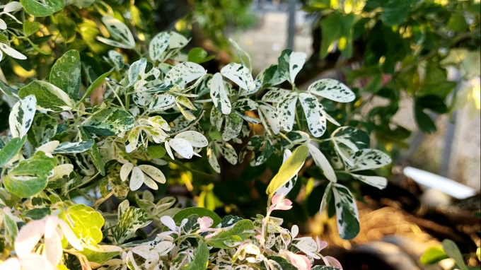 Đồng Tháp: Lạ mắt, tên ý nghĩa phong thủy, loại kiểng lá đổi 4 màu liên tục khiến dân tình chóng mặt đòi mua - Ảnh 1. Đồng Tháp: Lạ mắt, tên ý nghĩa phong thủy, loại kiểng lá đổi 4 màu liên tục khiến dân tình chóng mặt đòi mua - Ảnh 1.