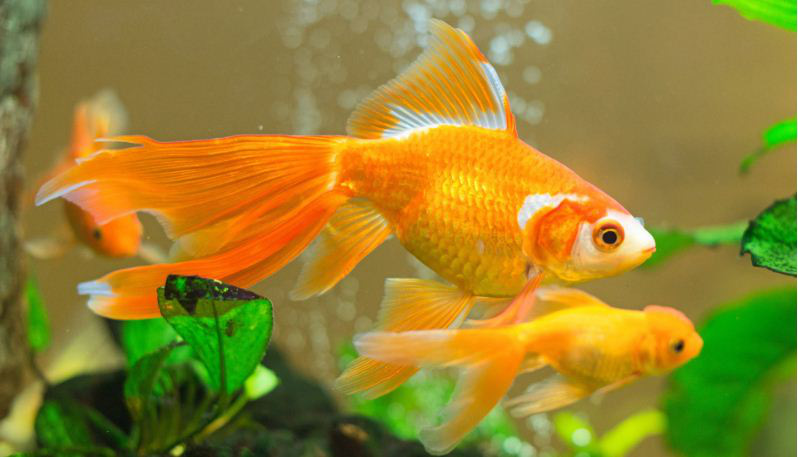 6 điều nên lưu ý khi bài trí bể cá phong thủy để gia đình vượng tài lộc, may mắn, bình an - Ảnh 3.