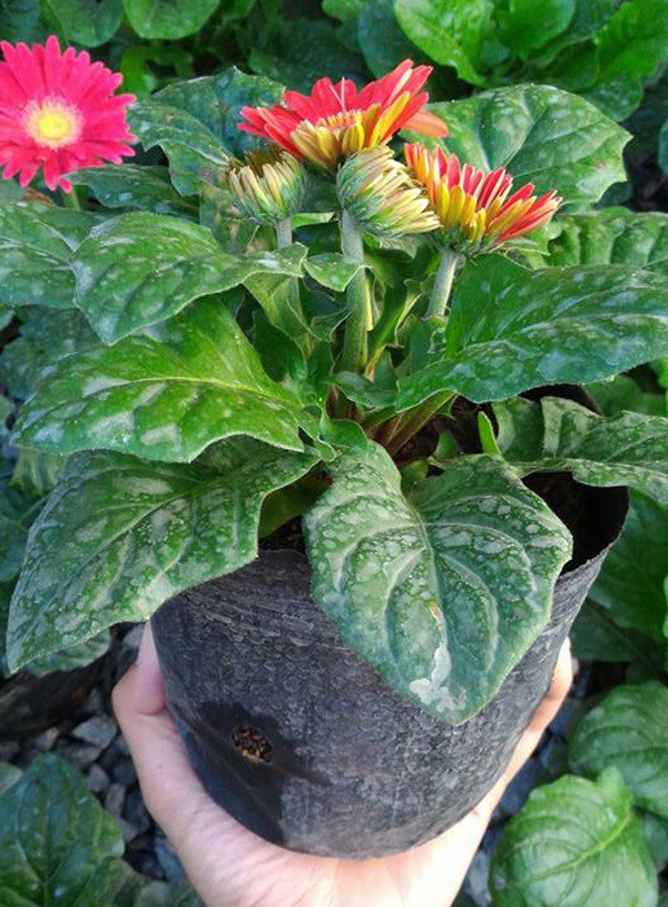 3 cây cảnh có hoa đẹp, nở rộ quanh năm, lại không mất công chăm - Ảnh 1.