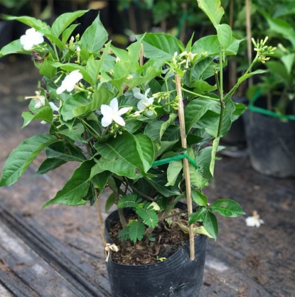 3 cây cảnh có hoa đẹp, nở rộ quanh năm, lại không mất công chăm - Ảnh 4.