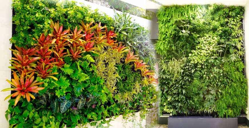 5 đặc điểm cần lưu ý khi chọn cây cảnh trồng trên tường nhà - Ảnh 2. 5 đặc điểm cần lưu ý khi chọn cây cảnh trồng trên tường nhà - Ảnh 2.