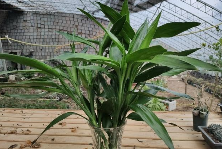 6 cây cảnh đẹp, dễ trồng còn mang ý nghĩa tốt lành, tài lộc - Ảnh 6. 6 cây cảnh đẹp, dễ trồng còn mang ý nghĩa tốt lành, tài lộc - Ảnh 6.