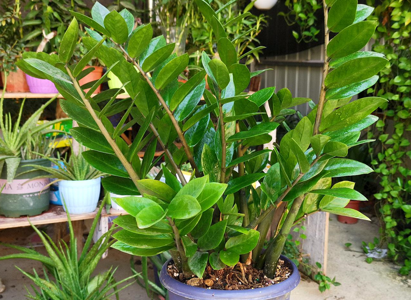 6 cây cảnh đẹp, dễ trồng còn mang ý nghĩa tốt lành, tài lộc - Ảnh 5. 6 cây cảnh đẹp, dễ trồng còn mang ý nghĩa tốt lành, tài lộc - Ảnh 5.