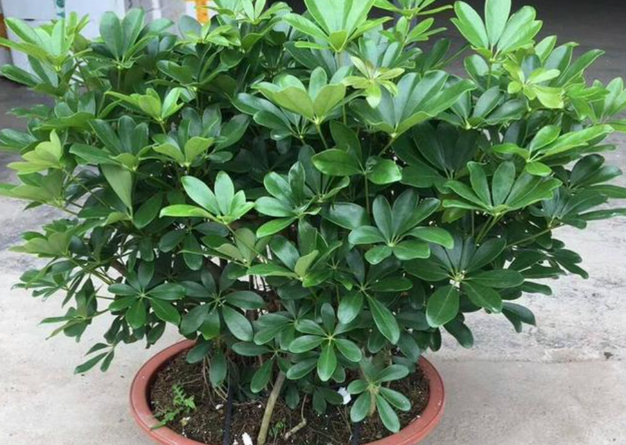 6 cây cảnh đẹp, dễ trồng còn mang ý nghĩa tốt lành, tài lộc - Ảnh 3. 6 cây cảnh đẹp, dễ trồng còn mang ý nghĩa tốt lành, tài lộc - Ảnh 3.