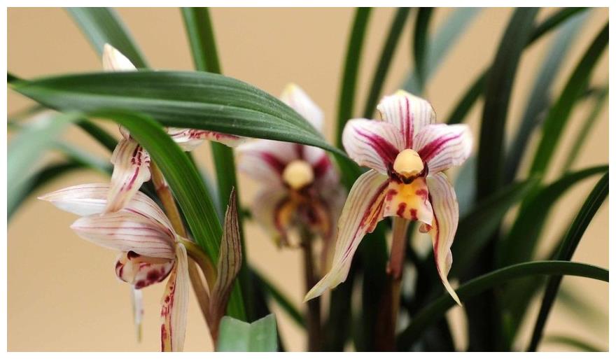 Mùa đông, đừng vội di chuyển những cây cảnh này vào nhà, càng lạnh chúng nở hoa càng đẹp - Ảnh 1.