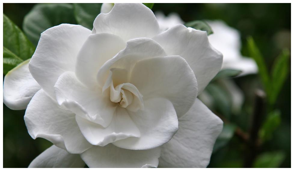 Mùa đông, đừng vội di chuyển những cây cảnh này vào nhà, càng lạnh chúng nở hoa càng đẹp - Ảnh 3.