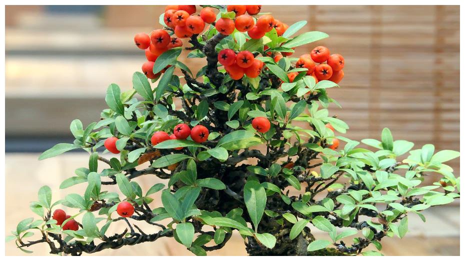 Mùa đông, đừng vội di chuyển những cây cảnh này vào nhà, càng lạnh chúng nở hoa càng đẹp - Ảnh 6.