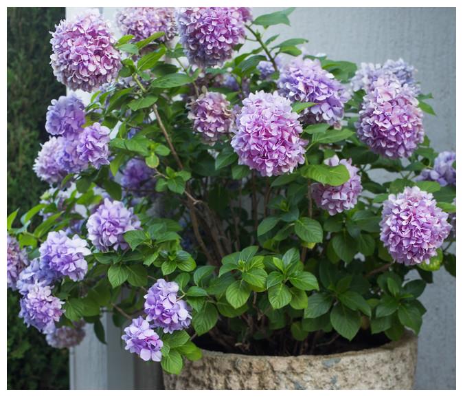 Mùa đông, đừng vội di chuyển những cây cảnh này vào nhà, càng lạnh chúng nở hoa càng đẹp - Ảnh 4.