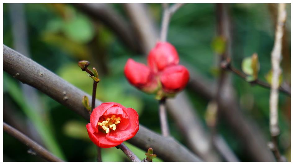 Mùa đông, đừng vội di chuyển những cây cảnh này vào nhà, càng lạnh chúng nở hoa càng đẹp - Ảnh 7.