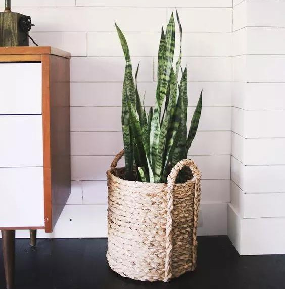 6 cây cảnh đặt ở phòng khách thì tài lộc thịnh vượng, gia đạo bình an - Ảnh 7.