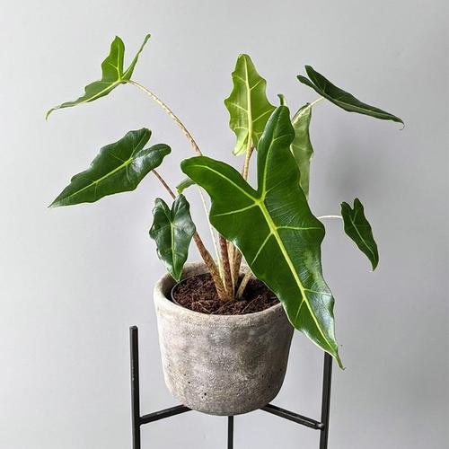 Loại cây cảnh cực đẹp để trồng trong nhà nhưng nếu bạn có trẻ con phải thận trọng - Ảnh 3. Loại cây cảnh cực đẹp để trồng trong nhà nhưng nếu bạn có trẻ con phải thận trọng - Ảnh 3.