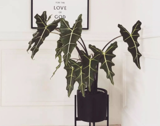 Loại cây cảnh cực đẹp để trồng trong nhà nhưng nếu bạn có trẻ con phải thận trọng - Ảnh 2. Loại cây cảnh cực đẹp để trồng trong nhà nhưng nếu bạn có trẻ con phải thận trọng - Ảnh 2.