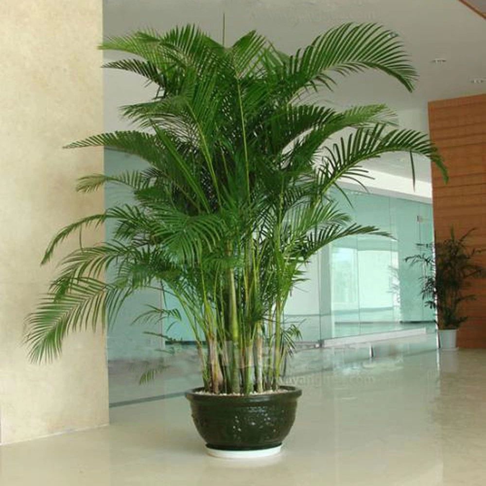 7 cây cảnh hút bụi mịn tốt nhất, còn chần chừ gì mà bạn không đặt trong nhà 1 chậu - Ảnh 15.