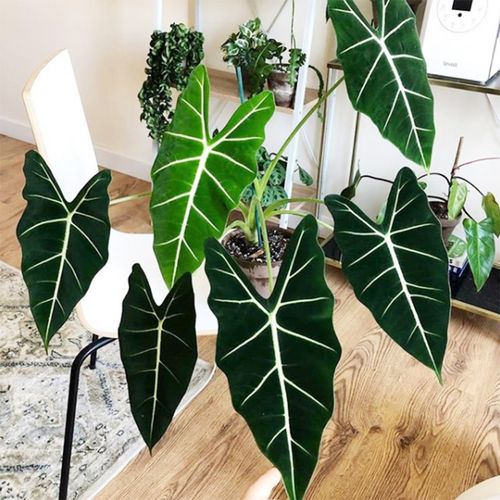 Loại cây cảnh cực đẹp để trồng trong nhà nhưng nếu bạn có trẻ con phải thận trọng - Ảnh 5. Loại cây cảnh cực đẹp để trồng trong nhà nhưng nếu bạn có trẻ con phải thận trọng - Ảnh 5.