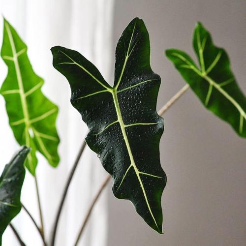 Loại cây cảnh cực đẹp để trồng trong nhà nhưng nếu bạn có trẻ con phải thận trọng - Ảnh 4. Loại cây cảnh cực đẹp để trồng trong nhà nhưng nếu bạn có trẻ con phải thận trọng - Ảnh 4.