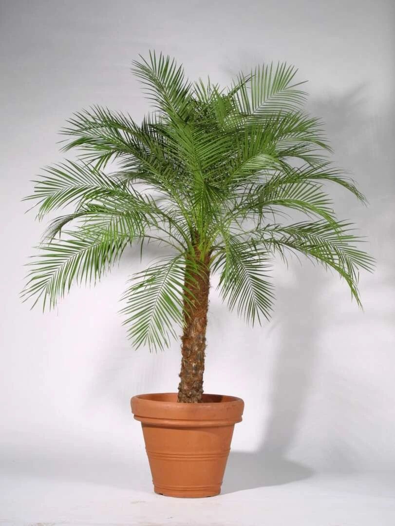 7 cây cảnh hút bụi mịn tốt nhất, còn chần chừ gì mà bạn không đặt trong nhà 1 chậu - Ảnh 3.