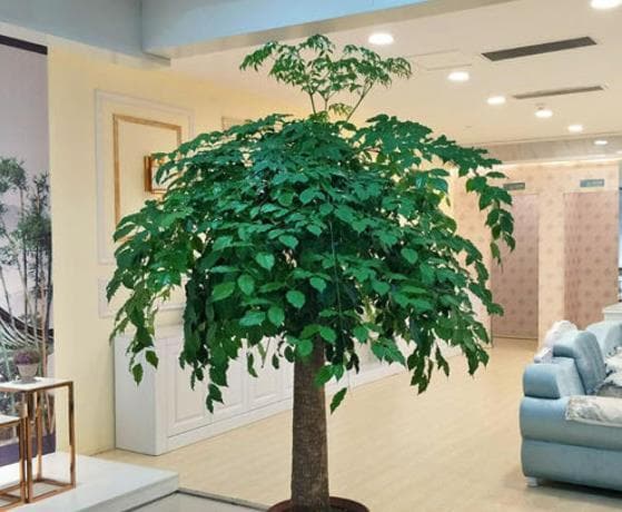 6 cây cảnh đặt ở phòng khách thì tài lộc thịnh vượng, gia đạo bình an - Ảnh 6.