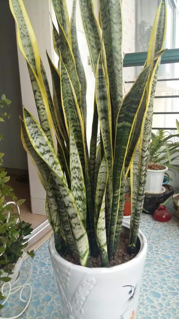 6 cây cảnh đặt ở phòng khách thì tài lộc thịnh vượng, gia đạo bình an - Ảnh 8.