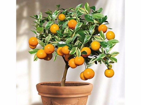 Cây cảnh để bàn làm việc, phòng khách đẹp, hợp phong thủy - Ảnh 20. Cây cảnh để bàn làm việc, phòng khách đẹp, hợp phong thủy - Ảnh 20.