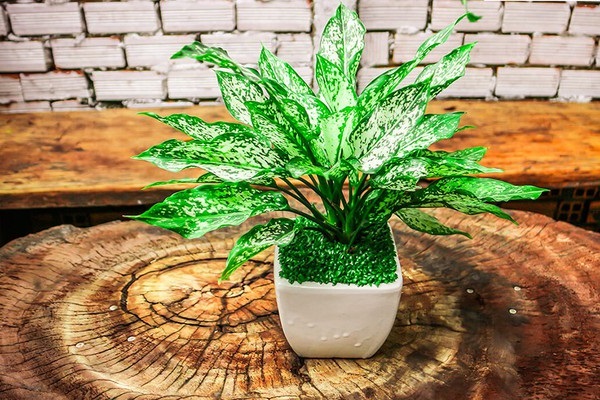 Cây cảnh để bàn làm việc, phòng khách đẹp, hợp phong thủy - Ảnh 4. Cây cảnh để bàn làm việc, phòng khách đẹp, hợp phong thủy - Ảnh 4.