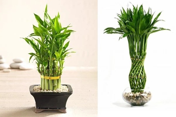 Cây cảnh để bàn làm việc, phòng khách đẹp, hợp phong thủy - Ảnh 11. Cây cảnh để bàn làm việc, phòng khách đẹp, hợp phong thủy - Ảnh 11.