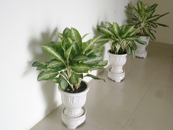 Cây cảnh để bàn làm việc, phòng khách đẹp, hợp phong thủy - Ảnh 17. Cây cảnh để bàn làm việc, phòng khách đẹp, hợp phong thủy - Ảnh 17.