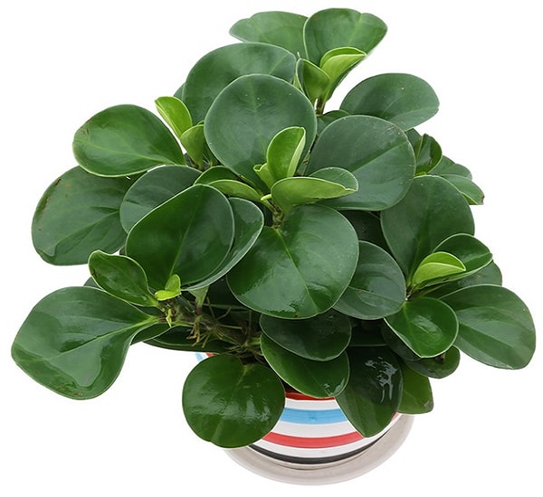 Cây cảnh để bàn làm việc, phòng khách đẹp, hợp phong thủy - Ảnh 18. Cây cảnh để bàn làm việc, phòng khách đẹp, hợp phong thủy - Ảnh 18.