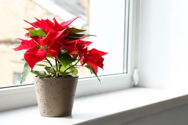 Cây cảnh để bàn làm việc, phòng khách đẹp, hợp phong thủy - Ảnh 19. Cây cảnh để bàn làm việc, phòng khách đẹp, hợp phong thủy - Ảnh 19.