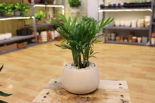 Cây cảnh để bàn làm việc, phòng khách đẹp, hợp phong thủy - Ảnh 12. Cây cảnh để bàn làm việc, phòng khách đẹp, hợp phong thủy - Ảnh 12.