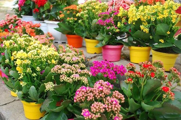 Cây cảnh để bàn làm việc, phòng khách đẹp, hợp phong thủy - Ảnh 14. Cây cảnh để bàn làm việc, phòng khách đẹp, hợp phong thủy - Ảnh 14.