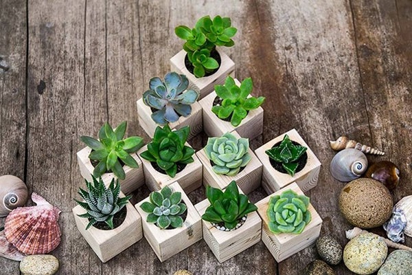 Cây cảnh để bàn làm việc, phòng khách đẹp, hợp phong thủy - Ảnh 9. Cây cảnh để bàn làm việc, phòng khách đẹp, hợp phong thủy - Ảnh 9.