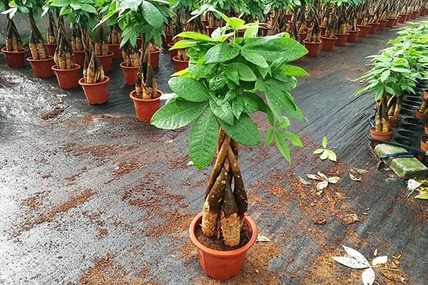 Cây cảnh để bàn làm việc, phòng khách đẹp, hợp phong thủy - Ảnh 3. Cây cảnh để bàn làm việc, phòng khách đẹp, hợp phong thủy - Ảnh 3.