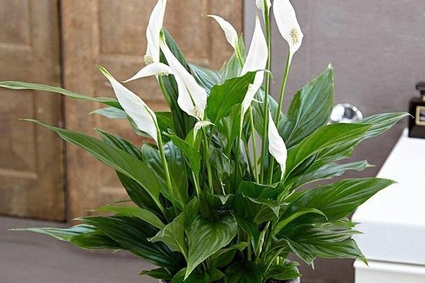 Cây cảnh để bàn làm việc, phòng khách đẹp, hợp phong thủy - Ảnh 15. Cây cảnh để bàn làm việc, phòng khách đẹp, hợp phong thủy - Ảnh 15.