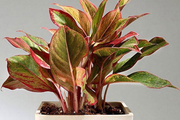 Cây cảnh để bàn làm việc, phòng khách đẹp, hợp phong thủy - Ảnh 6. Cây cảnh để bàn làm việc, phòng khách đẹp, hợp phong thủy - Ảnh 6.